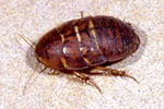 Desert Sand Cockroach